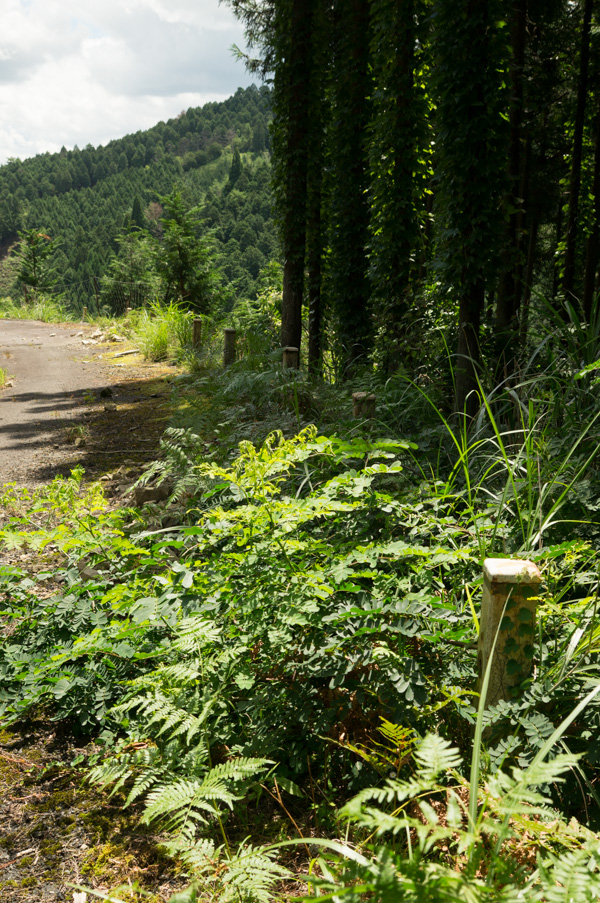 国道162号 廃道 旧道